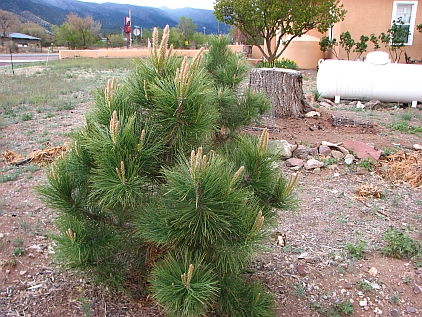 Pine ready to grow