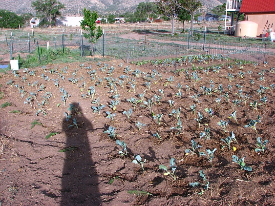 Broccoli patch, NW view
