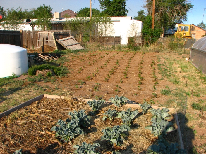 Broccoli, corn, pepper plots