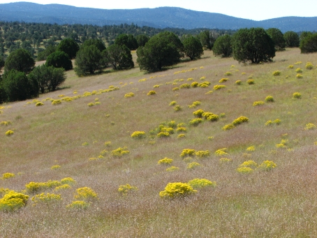 Gila meadow