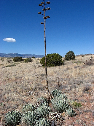 New Mexico agave N of Magdalenas