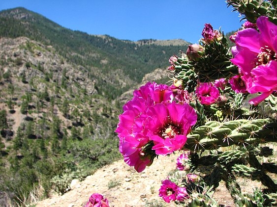 Cactus blossoms, South Canyon
