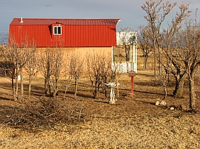 Pear orchardette, partially pruned 1.13