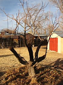 Pruned old apple tree in yard