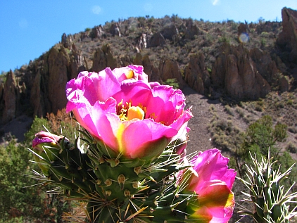 Cholla bloom, E Red Canyon
