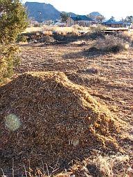 Mulch pile 3