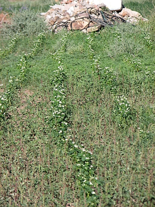 Buckwheat blooming in 2014